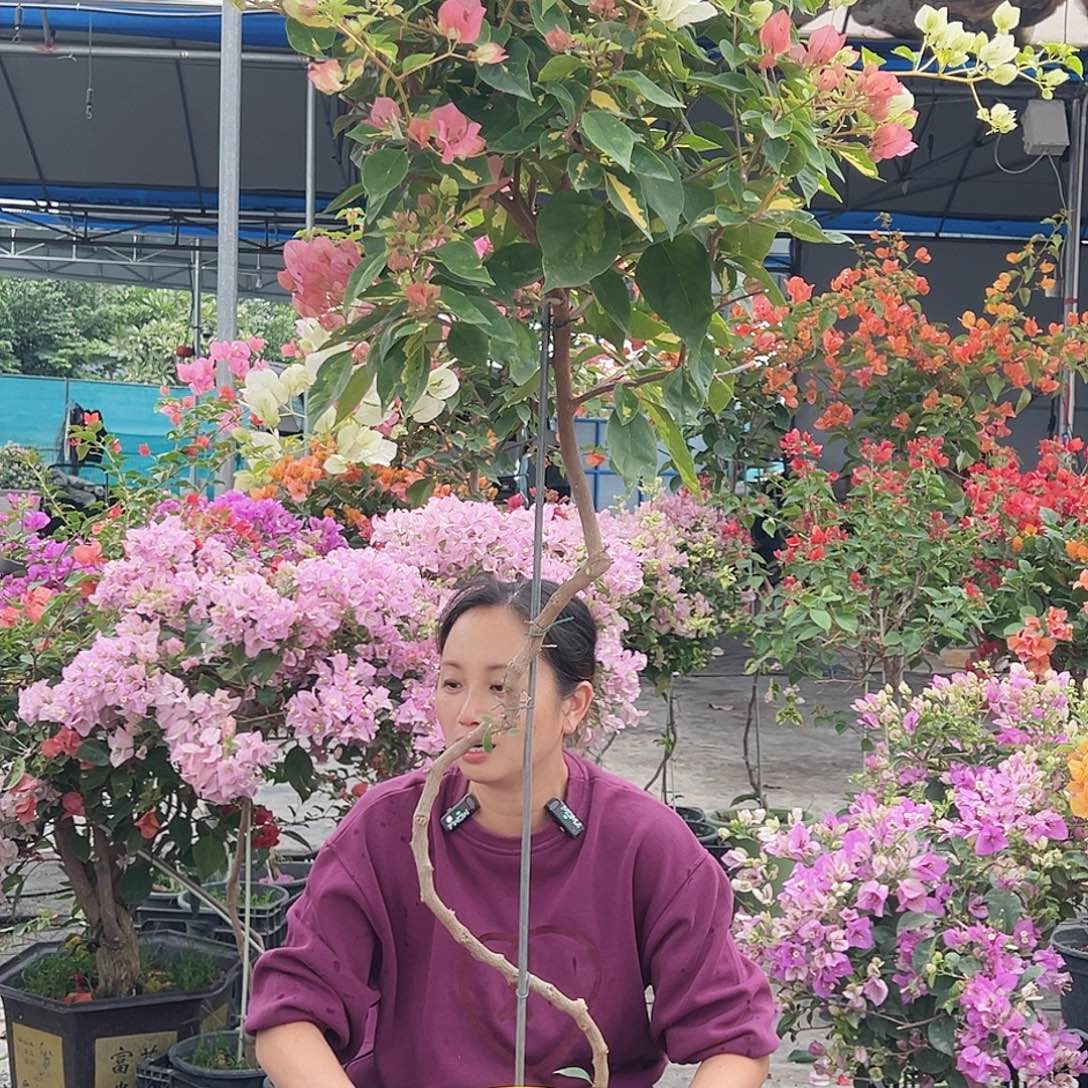 乐***乐大部分花苞少量开放H18金心橙白