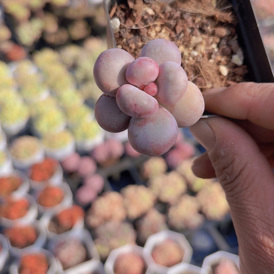 D320彩虹奶石化一物一拍