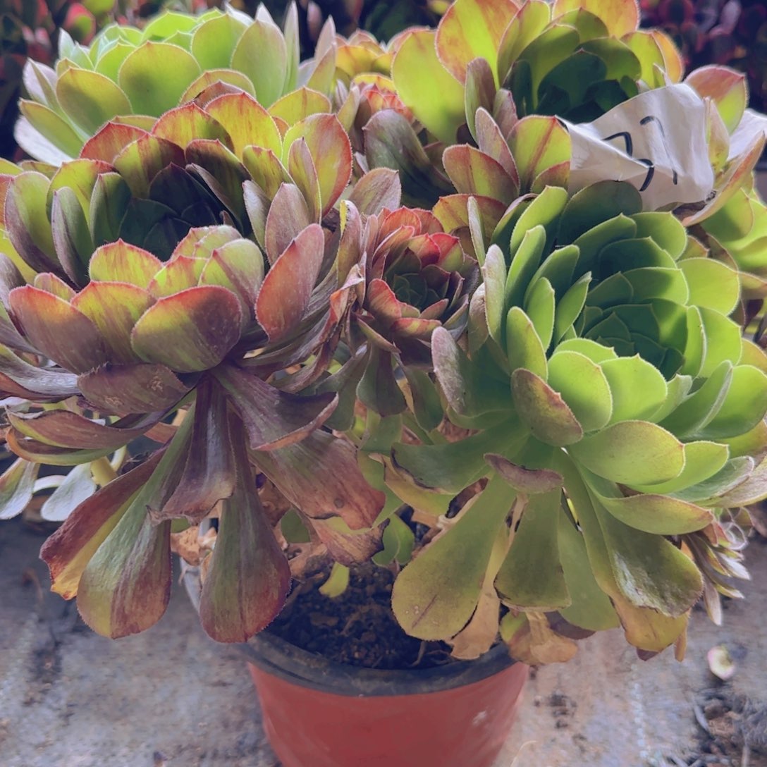 勿**?37号。 花月夜。