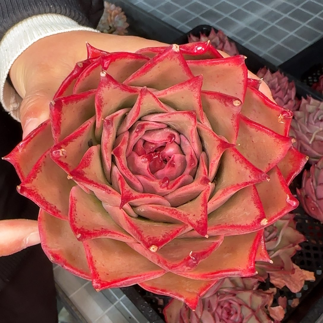 从前慢花园精选星星