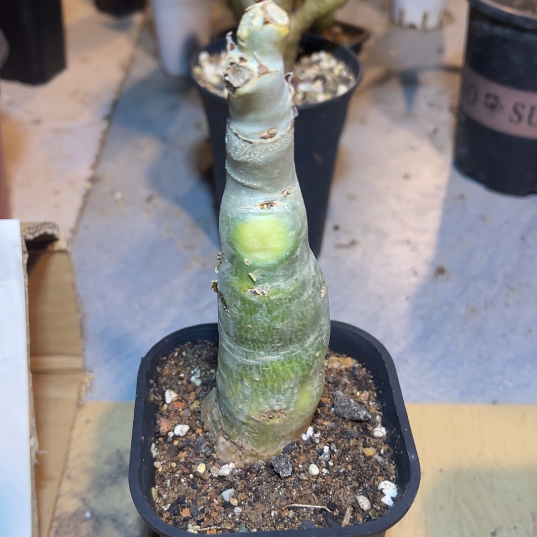 实生祖提葡萄翁块根