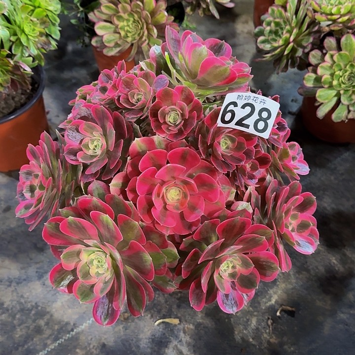 00000000000000628女郎