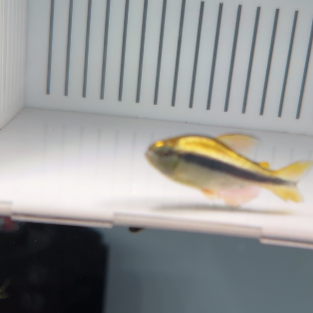 灯科鱼白金柠檬一条