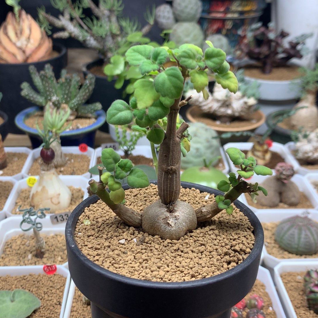 老桩爱氏延命草多肉带盆