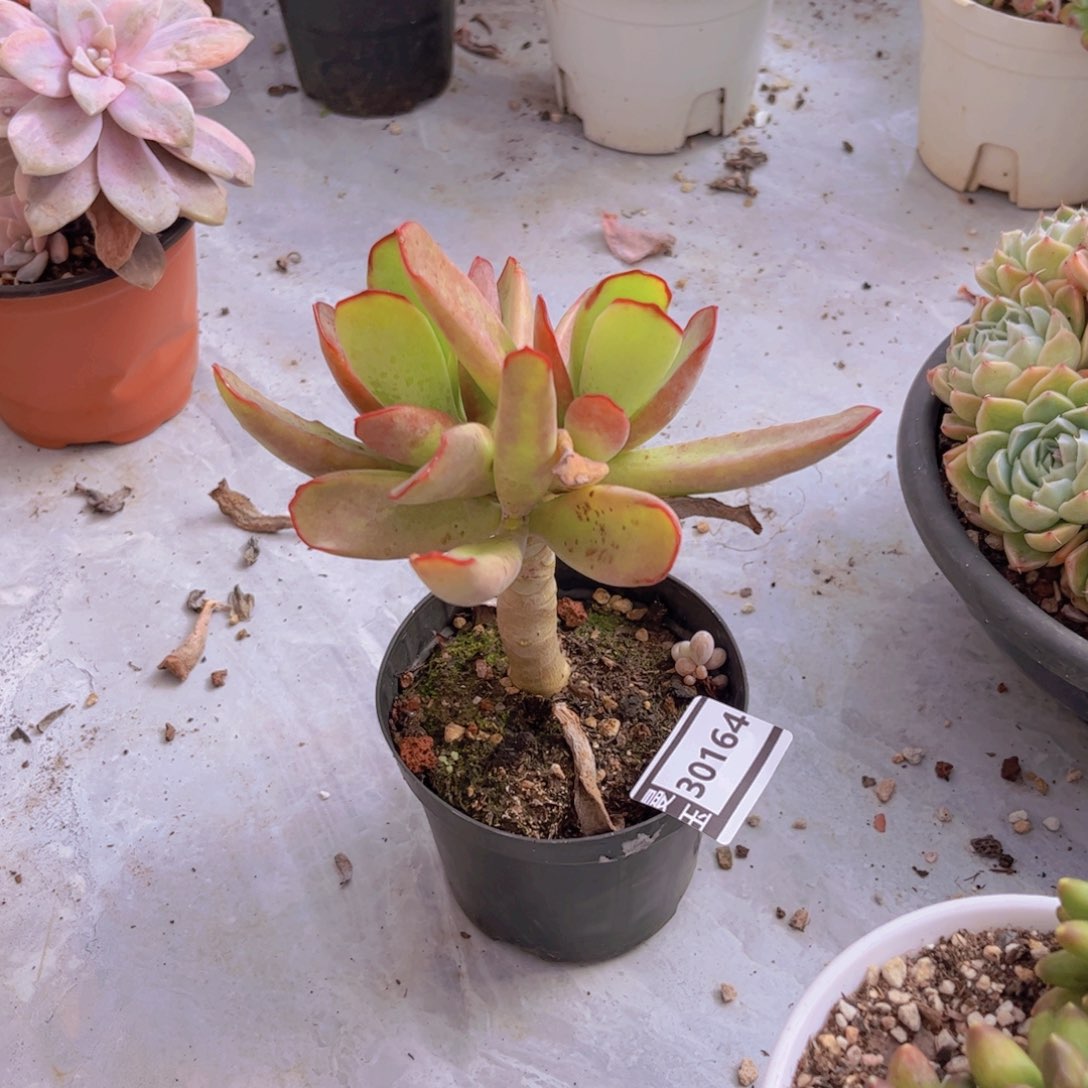 竹马多肉植物30164