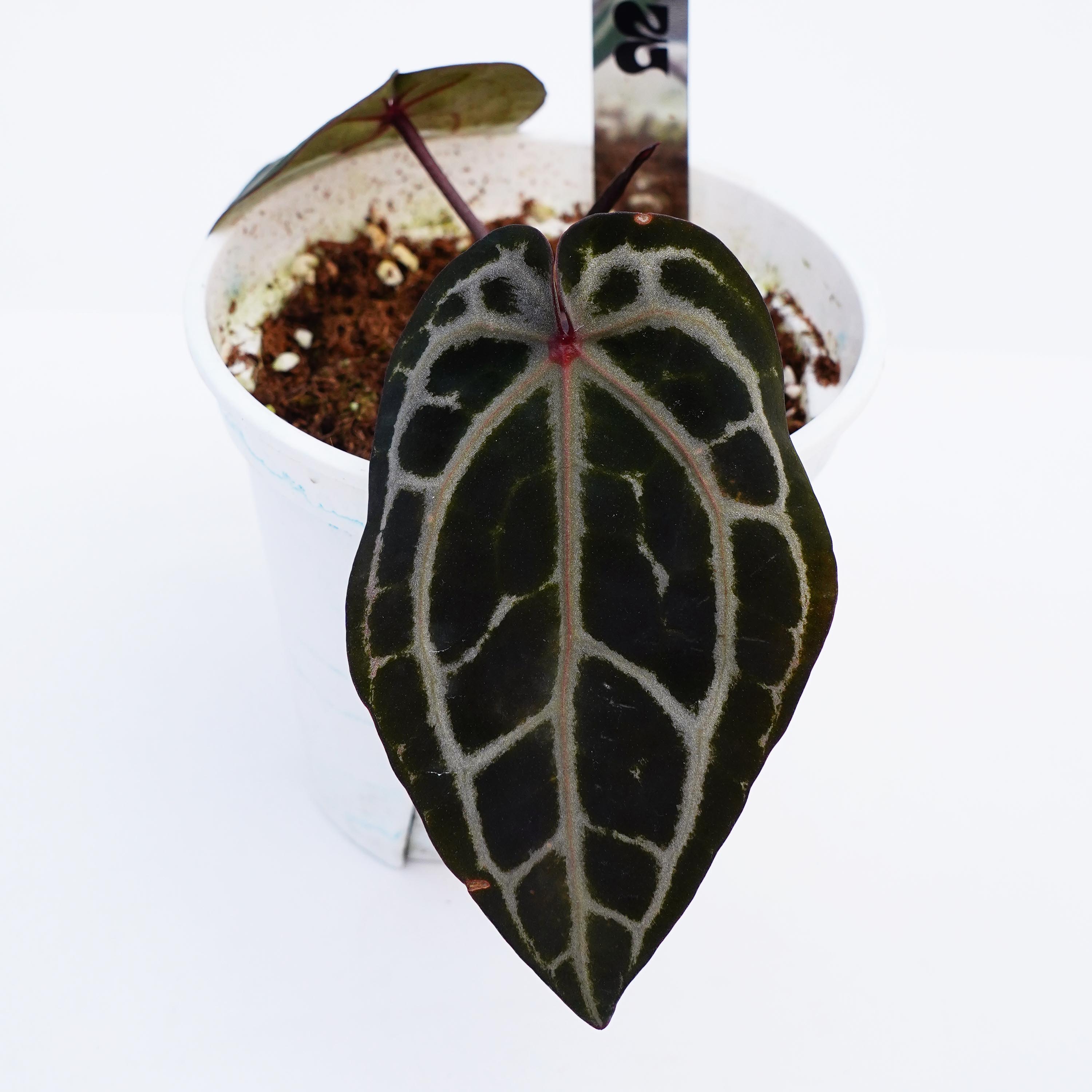 10号   NSE红水晶花烛