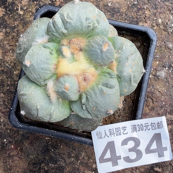 无花朵434达摩怒涛东三