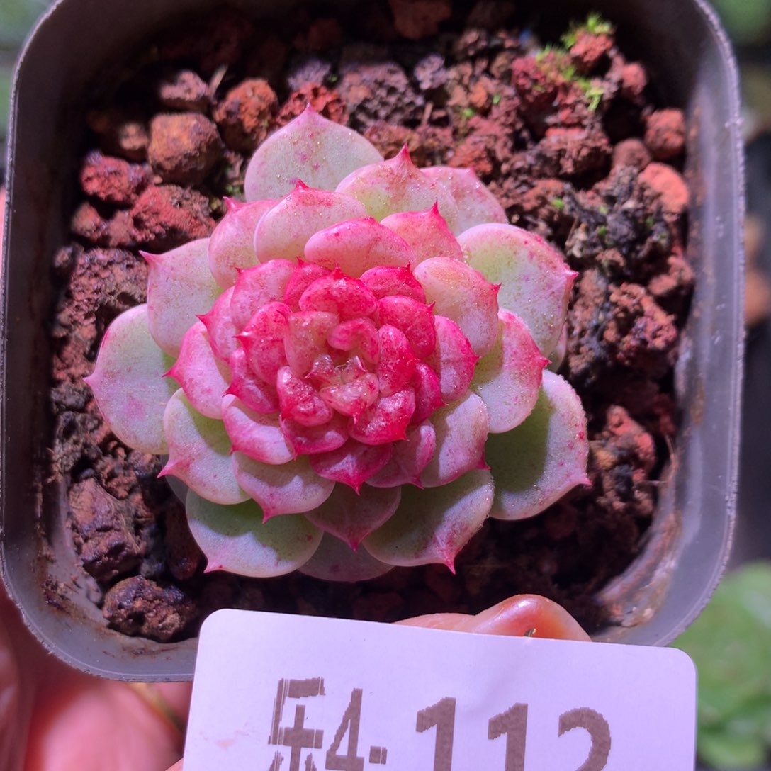 乐然 4-112 落霞单头 