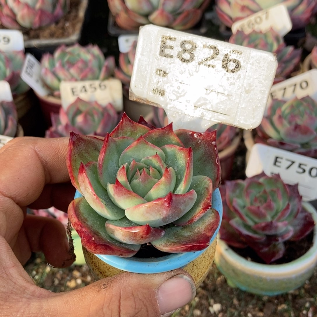 惊鸿一瞥826号特价