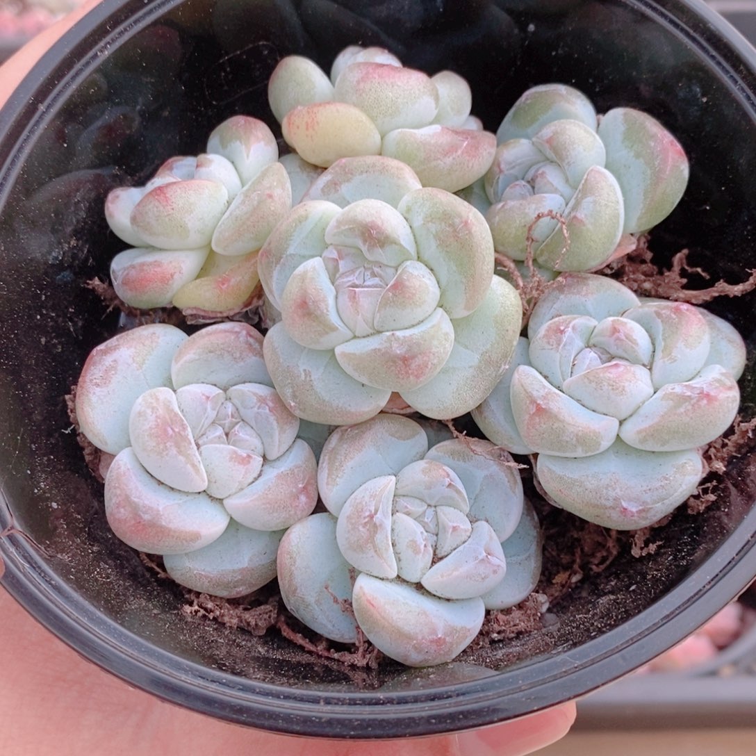 多肉植物精品切糕C227