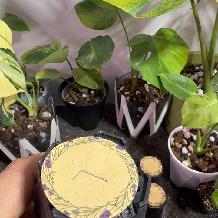 哈***喽完全开放龟背竹种苗