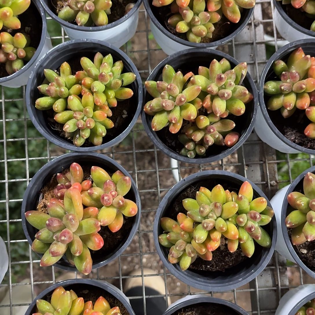 千代田小群9㎝盆带盆土发货