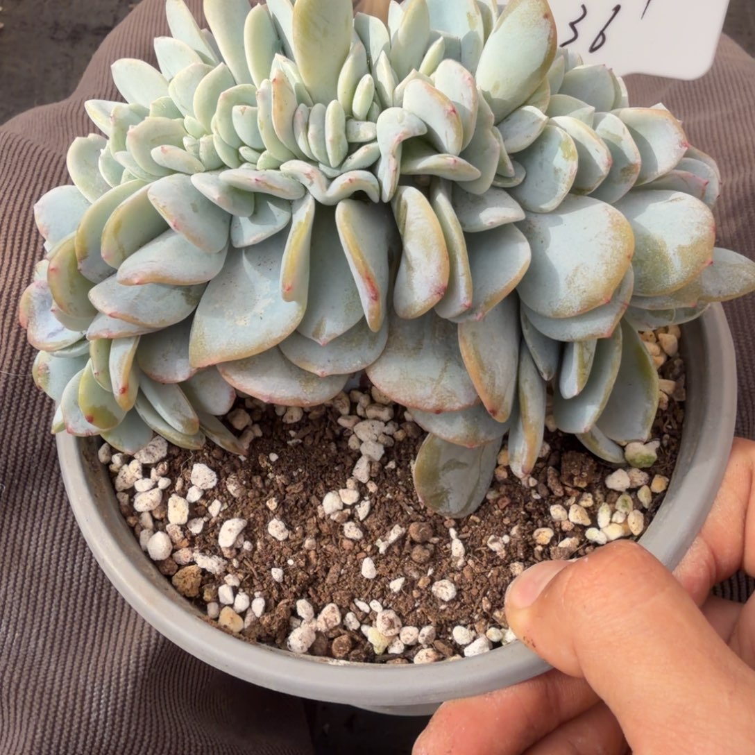 一物一拍奶茶高版缀（带根）36