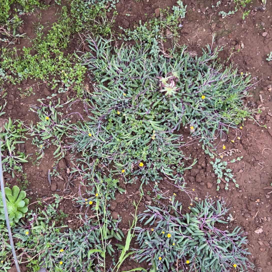 父母植物在中央音乐学院