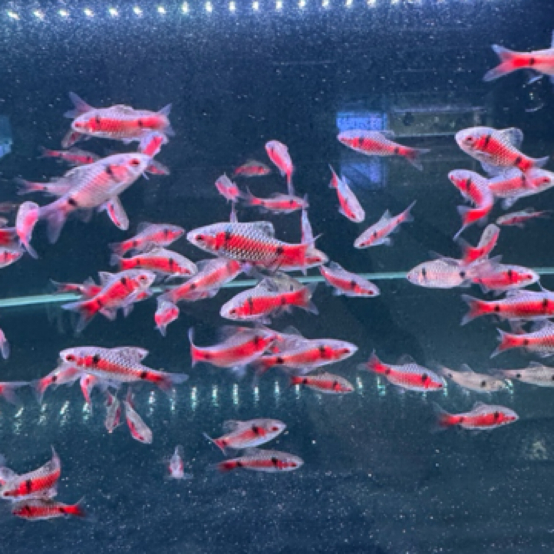 明天小鱼南美鱼（F1钻石彩虹鲫 ）自然发色。