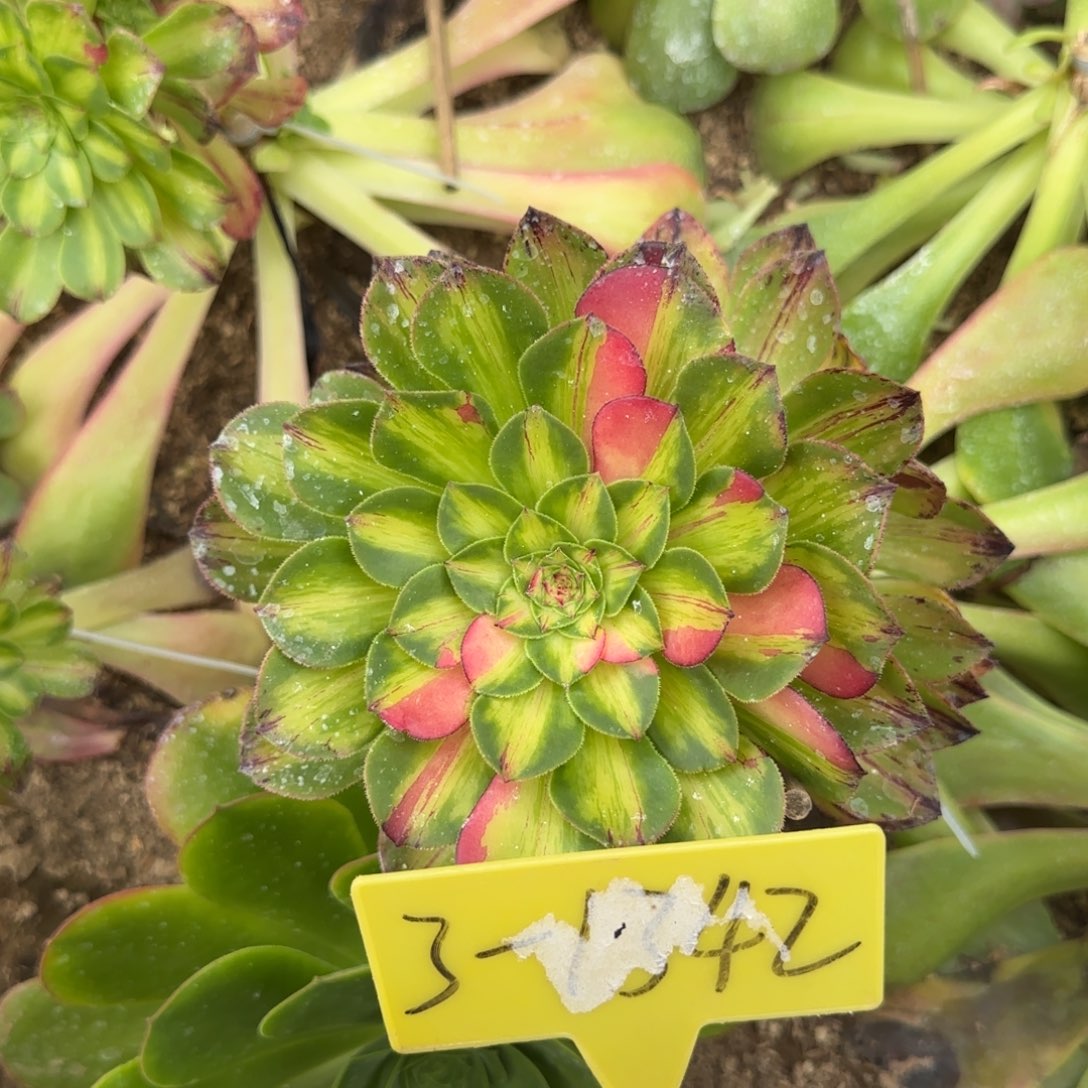 3-1342+++多头多肉植物