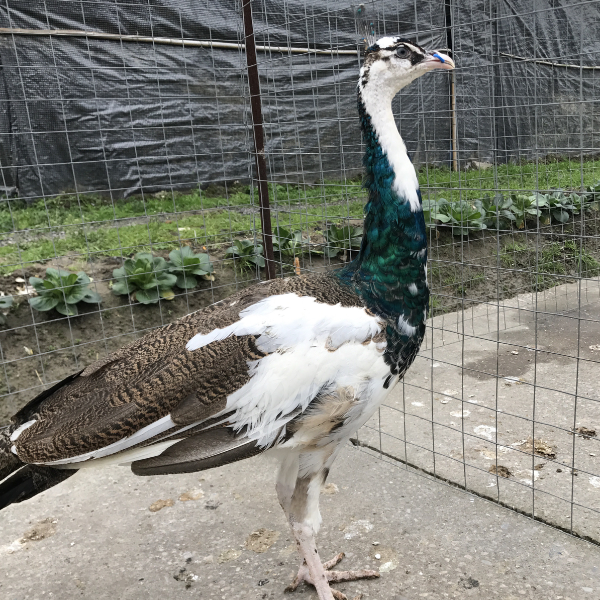 花色 宠物鸡活体观赏花雀可家养疫苗齐全顺丰快递发货包邮到家