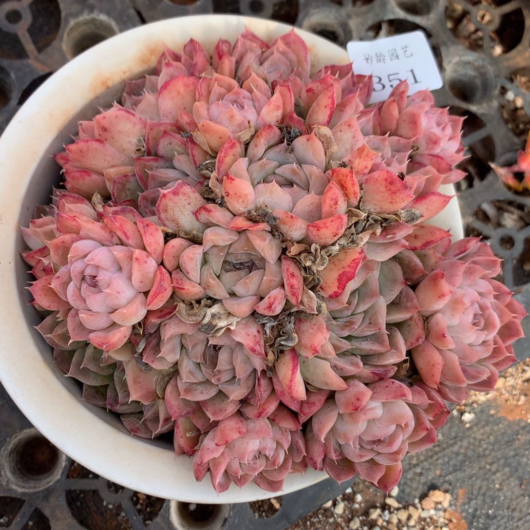 351杂交精品基地17厘米