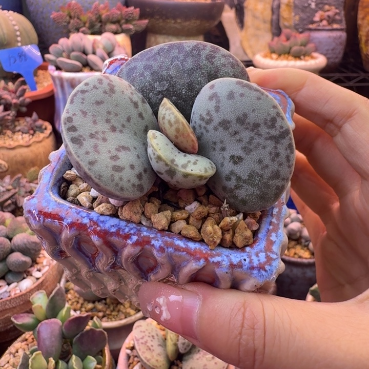 可***爱我也不知道怎么办啊