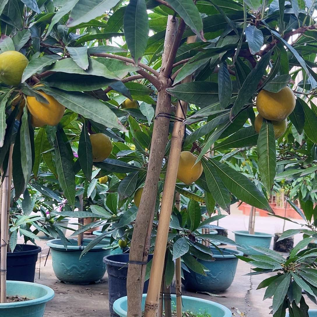 只***人无花朵888888888888888