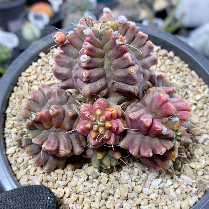 256号翠晃冠石化7.8cm