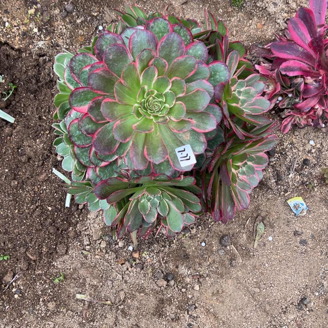 77粉花妖多肉多肉多肉