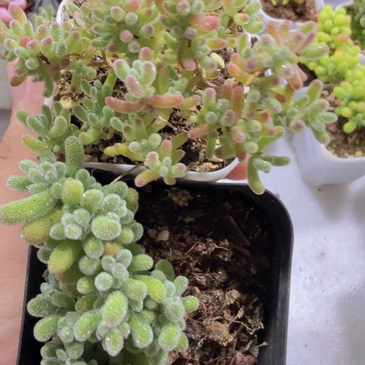 紫水晶冰晶两盆一组