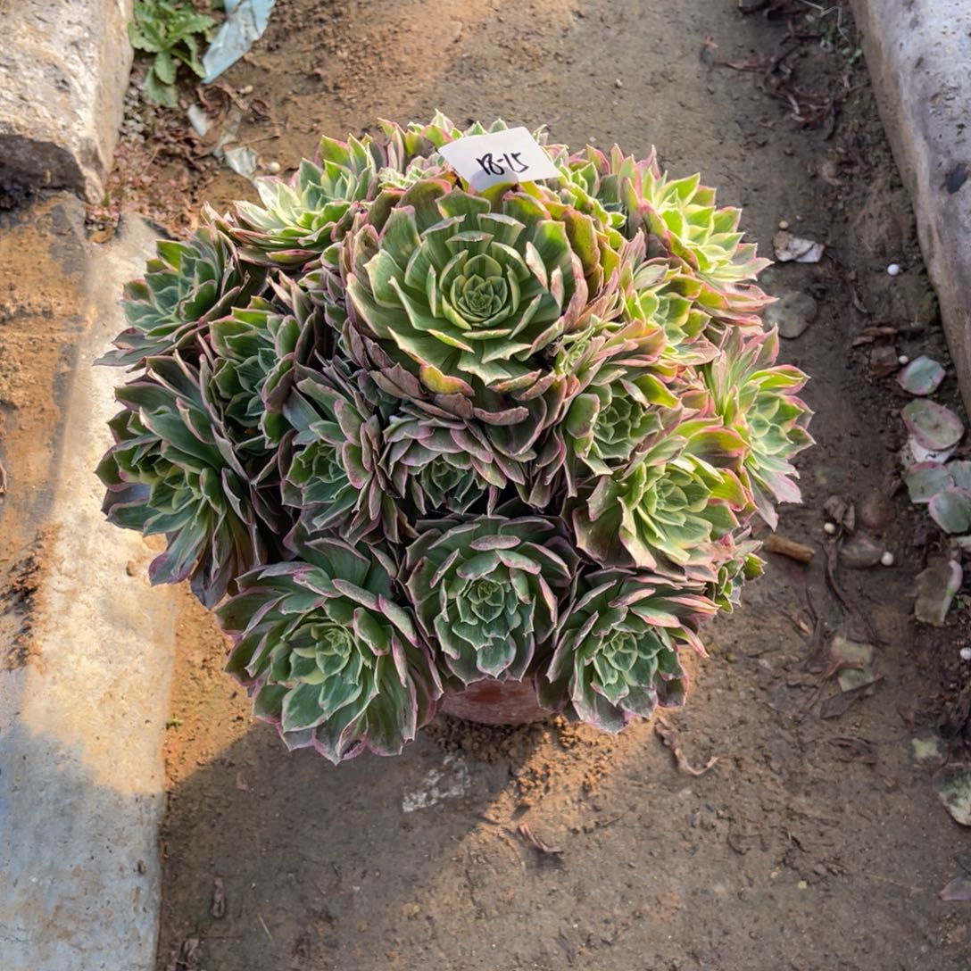 12-18-15水蜜桃法师锦