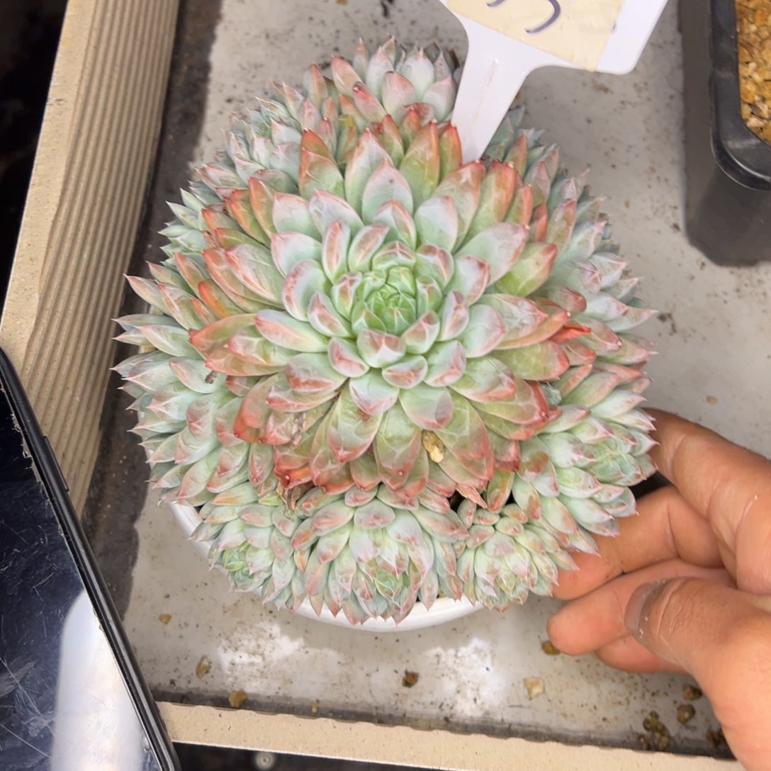 爱***芸55/////////////////：