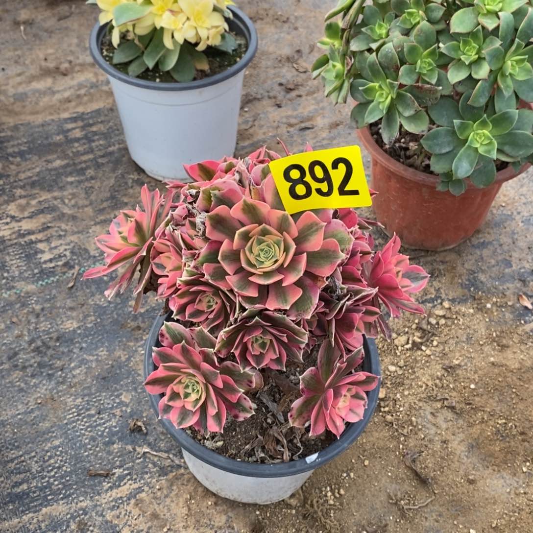 粉女巫多肉法师892