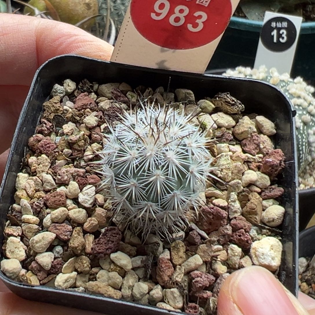 实生巨菲雷克娇丽1.9cm