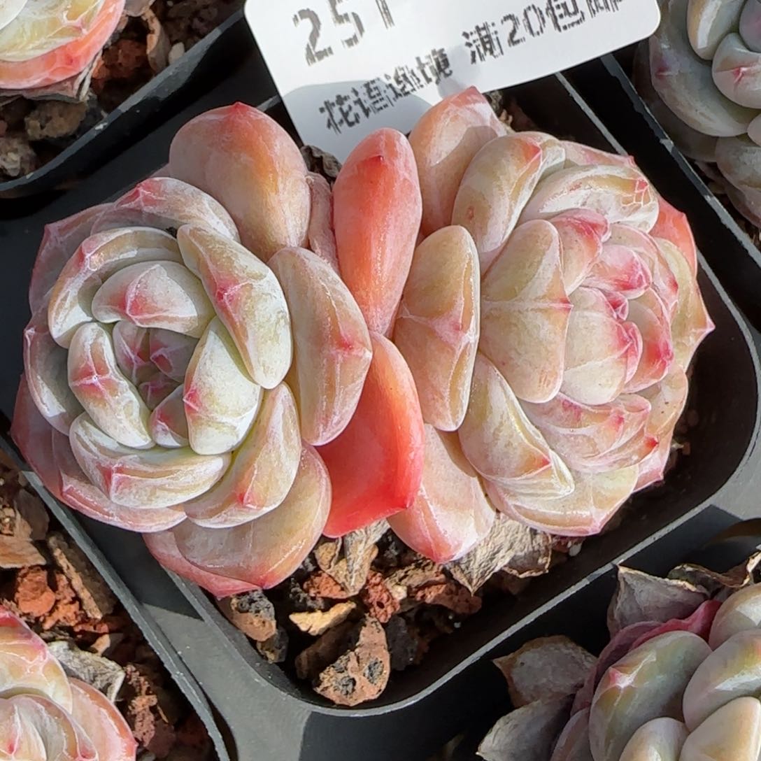 花语逸镜0205-251