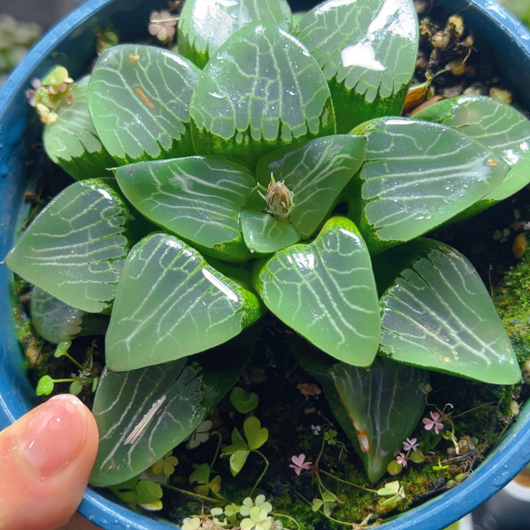 加仑盆月影母本玉露多肉