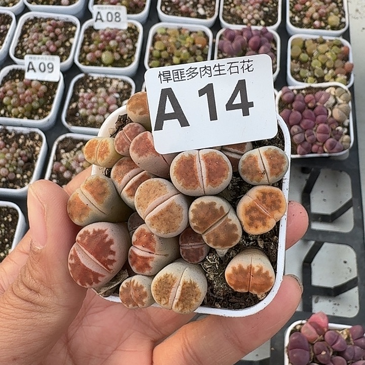 14多肉植物多肉植物