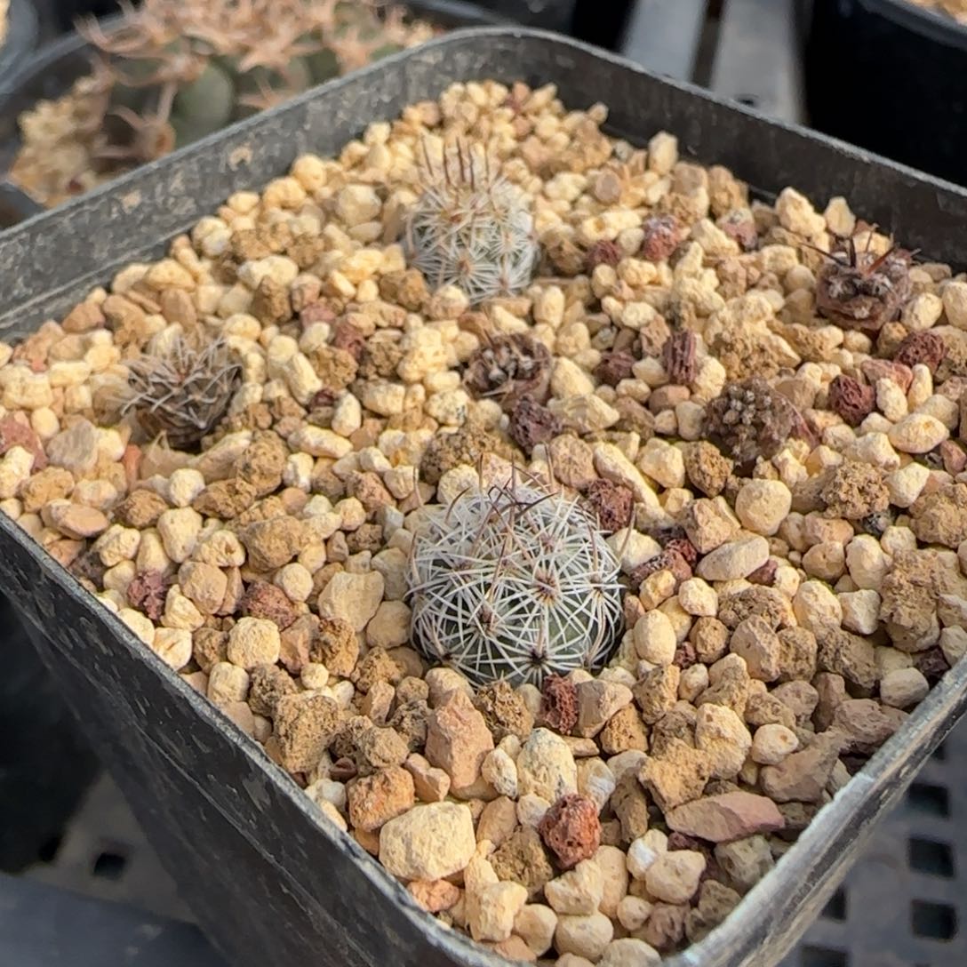 09实生藤荣丸2颗脱土发