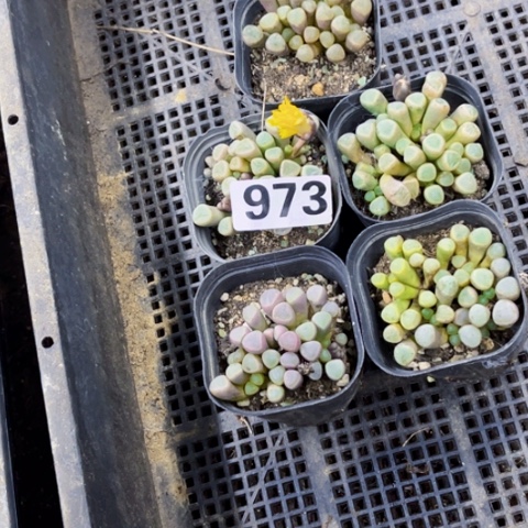 973五十玲玉一物一图如图