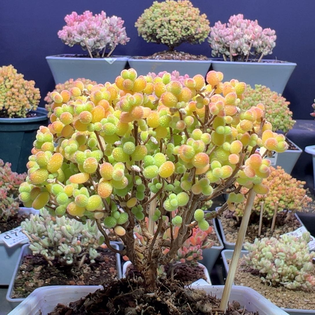 d753老桩金桔糖球枝干番杏