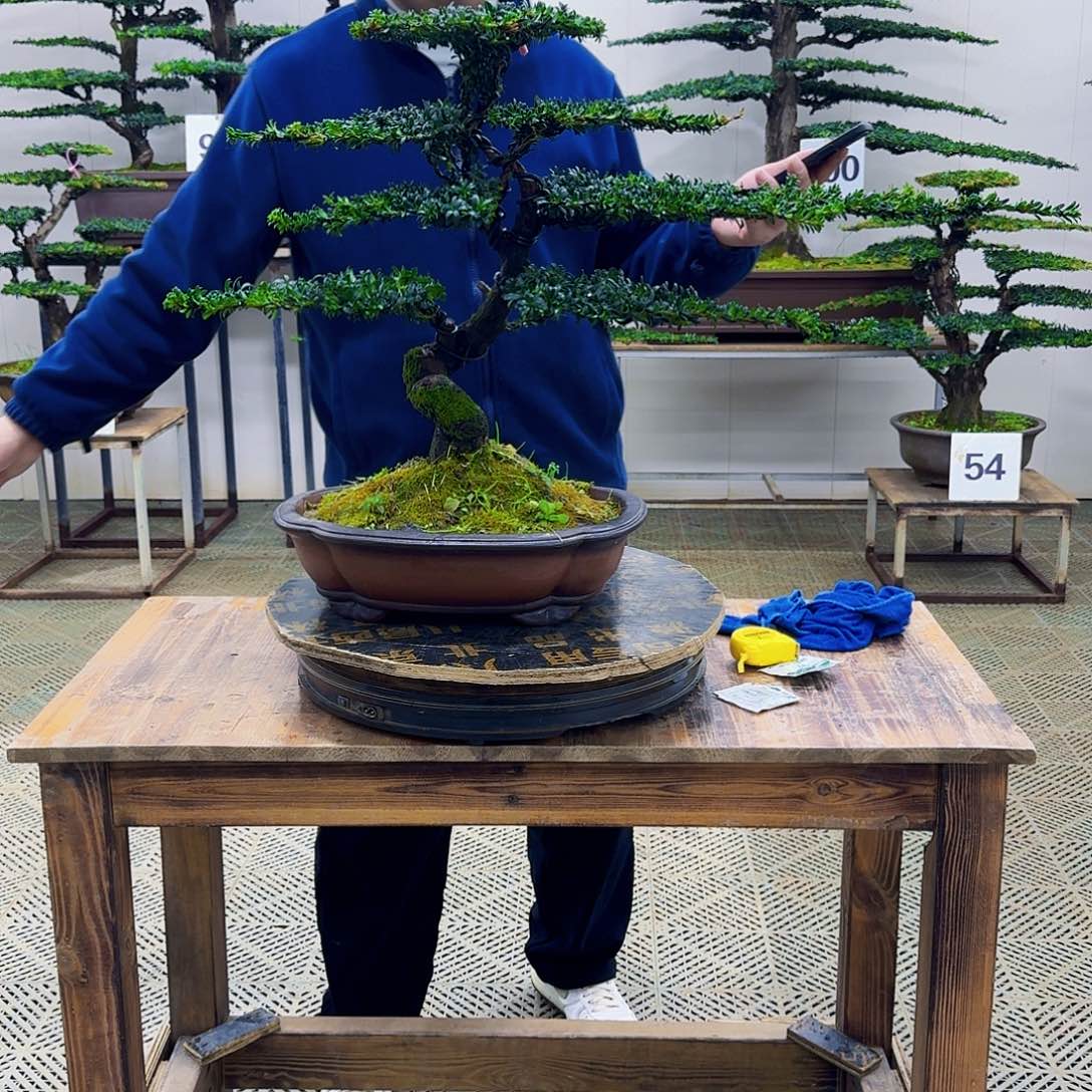 无花朵珍珠红芽罗汉松造型盆景