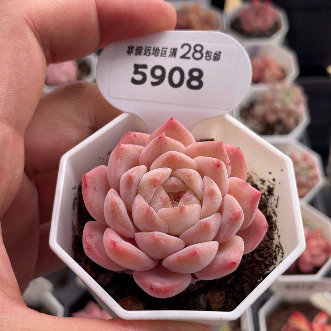 粉魄5908-5.0厘米