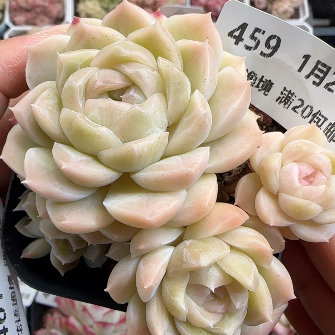 花语逸境0124-459