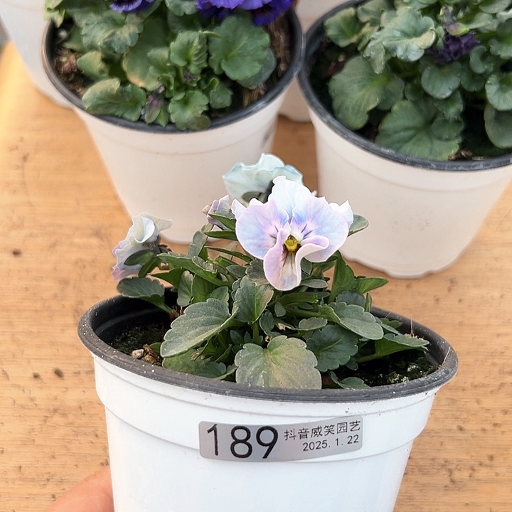 红陶抖音直播闪拍189