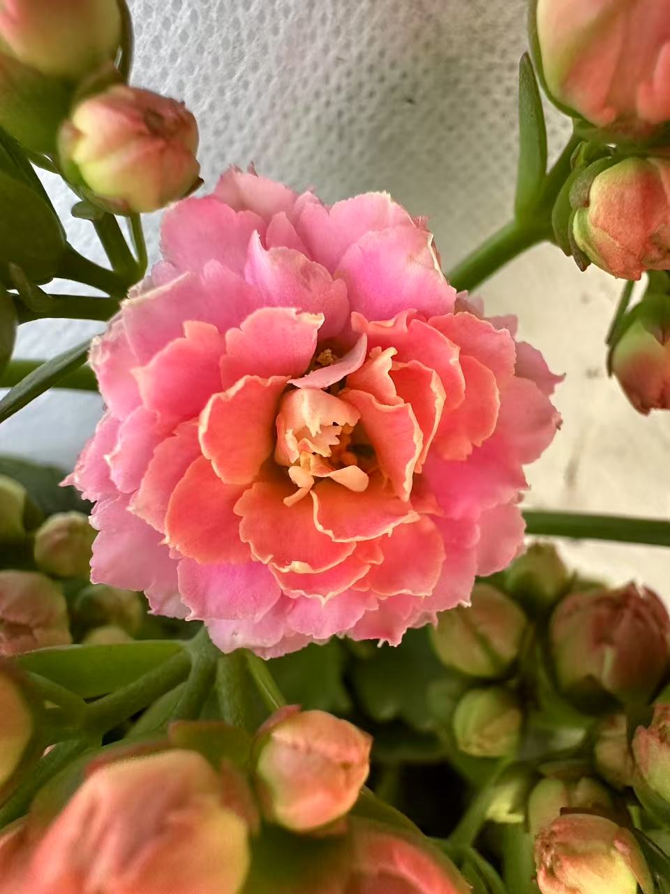 【索菲亚】~稀有品种 大花苞鲜活