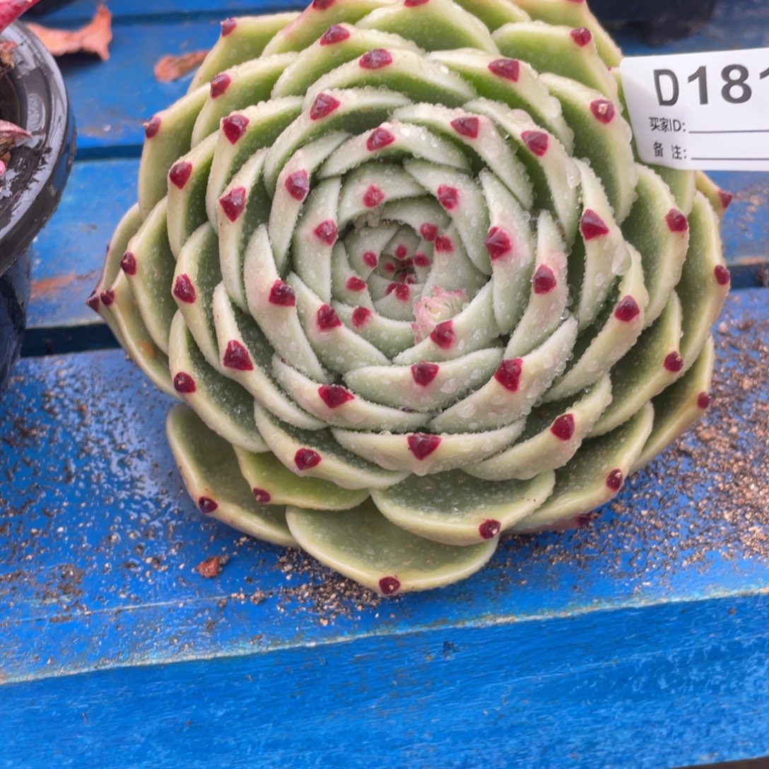 无花朵若如东云组拍D181