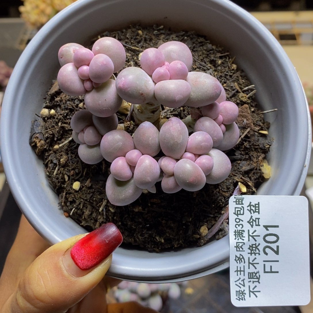 香水手指201/7c m