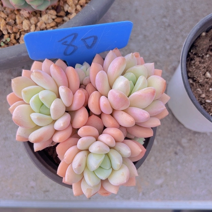 健健康康平平安安