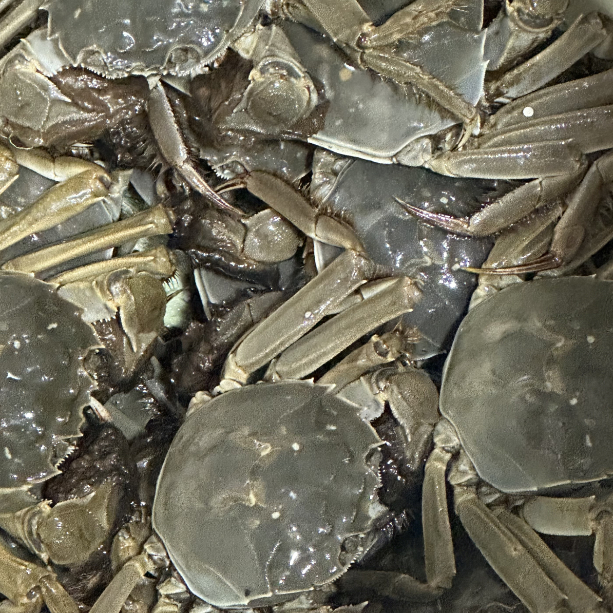 （活蟹）江苏大闸蟹全公2.5两规格12只