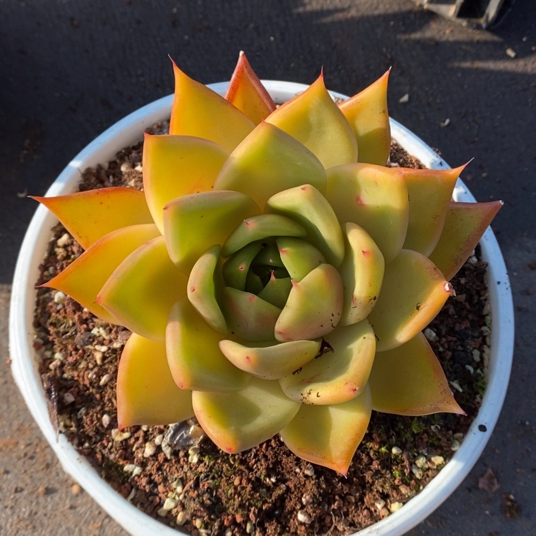 谢***菊         31。         