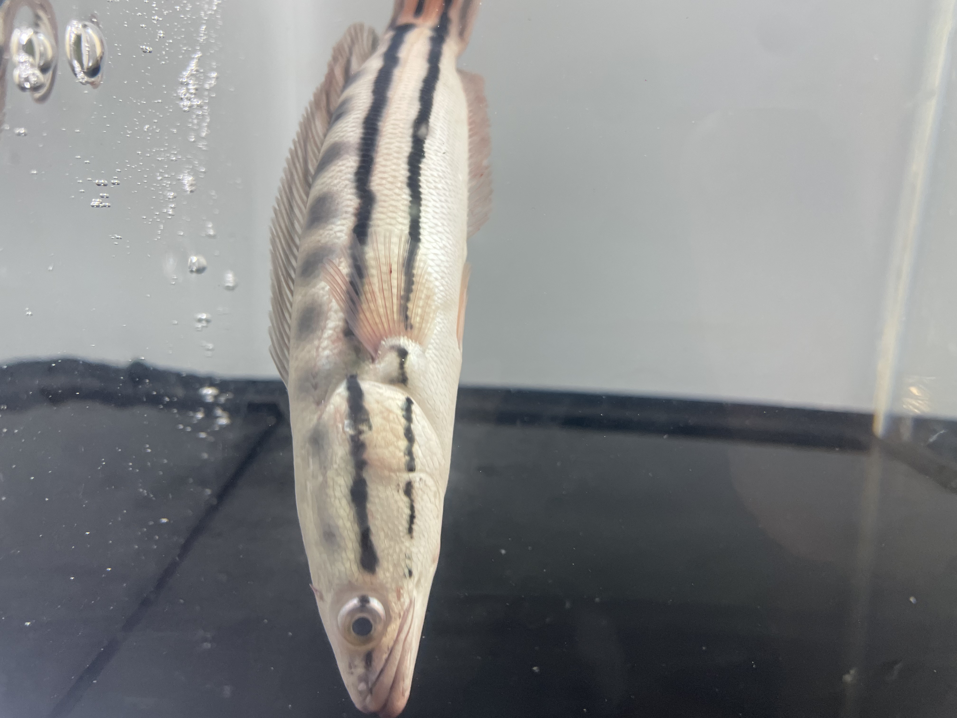 20-21cm铅笔蓝魔神热带观赏鱼大型铅笔鱼