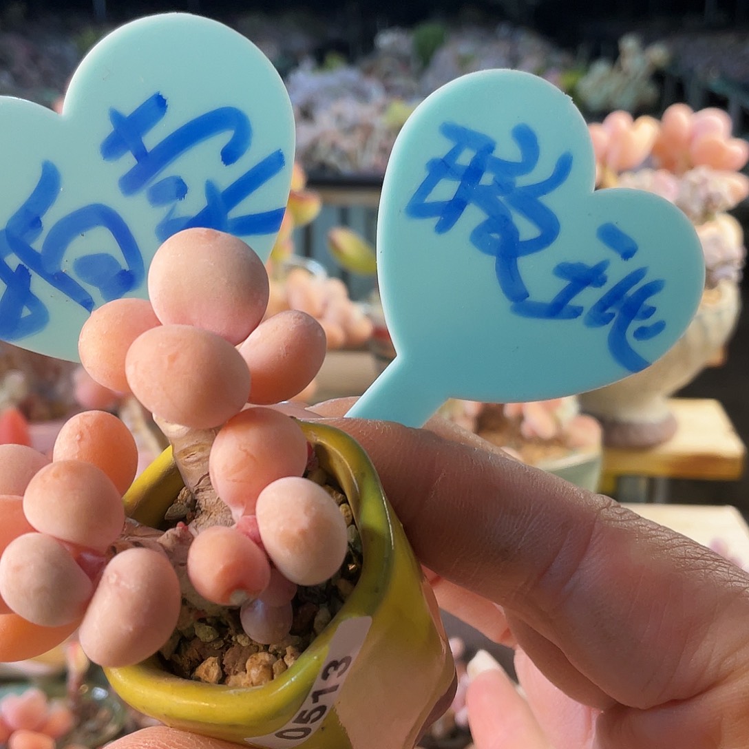****萌多肉植物的生长发育和生长发育