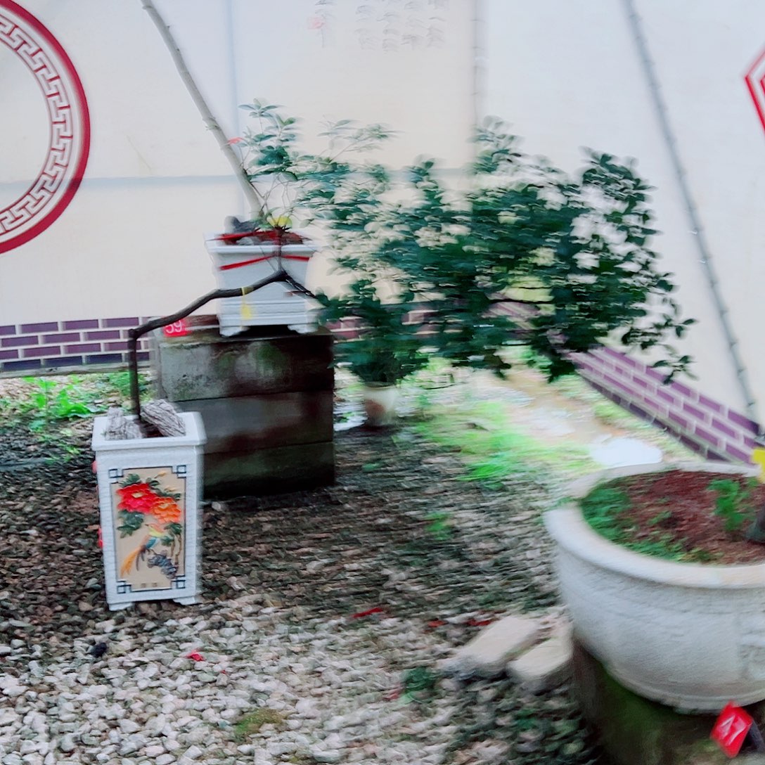 纯***白无花朵海岛春花一物一拍